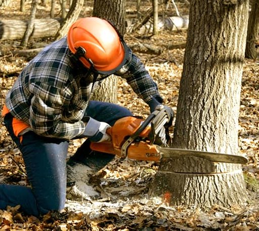 Tree Removal in Rochester, IL